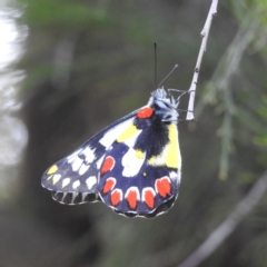 Delias aganippe (Spotted Jezebel) at Lions Youth Haven - Westwood Farm A.C.T. - 8 Mar 2024 by HelenCross