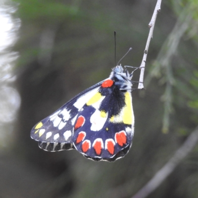 Delias aganippe (Spotted Jezebel) at Kambah, ACT - 8 Mar 2024 by HelenCross