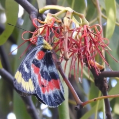 Delias harpalyce (Imperial Jezebel) at Kambah, ACT - 8 Mar 2024 by HelenCross