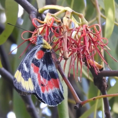 Delias harpalyce (Imperial Jezebel) at Lions Youth Haven - Westwood Farm A.C.T. - 8 Mar 2024 by HelenCross