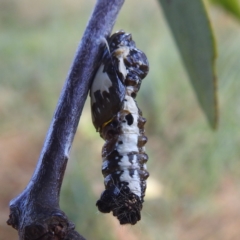 Delias aganippe (Spotted Jezebel) at Kambah, ACT - 8 Mar 2024 by HelenCross