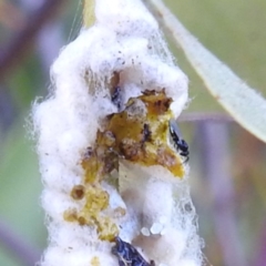 Braconidae (family) (Unidentified braconid wasp) at Lions Youth Haven - Westwood Farm A.C.T. - 8 Mar 2024 by HelenCross