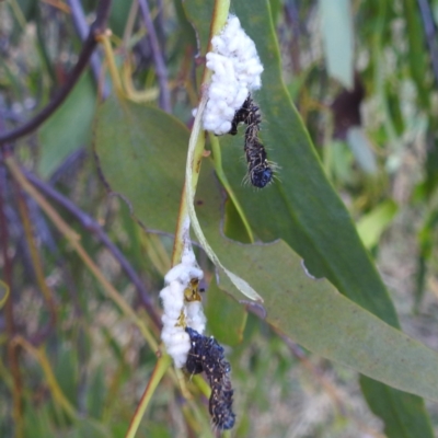 Delias aganippe (Spotted Jezebel) at Kambah, ACT - 8 Mar 2024 by HelenCross