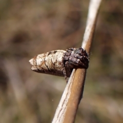 Acroaspis sp. (genus) (Twig Spider) at Cook, ACT - 6 Mar 2024 by CathB