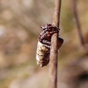 Acroaspis sp. (genus) at Mount Painter - 7 Mar 2024