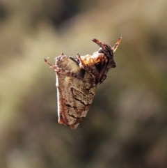 Acroaspis sp. (genus) at Mount Painter - 7 Mar 2024 09:24 AM