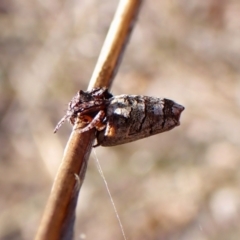 Acroaspis sp. (genus) at Mount Painter - 7 Mar 2024 09:24 AM