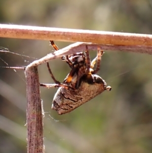 Acroaspis sp. (genus) at Mount Painter - 7 Mar 2024