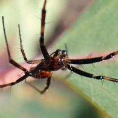 Unidentified Spider (Araneae) New-Not Complete at Mount Painter - 6 Mar 2024 by CathB