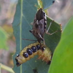 Oechalia schellenbergii at Lions Youth Haven - Westwood Farm A.C.T. - 8 Mar 2024