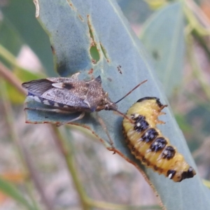 Oechalia schellenbergii at Lions Youth Haven - Westwood Farm A.C.T. - 8 Mar 2024