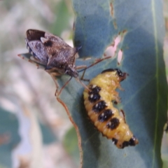 Oechalia schellenbergii at Lions Youth Haven - Westwood Farm A.C.T. - 8 Mar 2024