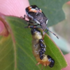 Oechalia schellenbergii (Spined Predatory Shield Bug) at Kambah, ACT - 8 Mar 2024 by HelenCross