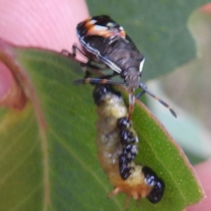 Oechalia schellenbergii at Lions Youth Haven - Westwood Farm A.C.T. - 8 Mar 2024