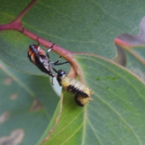 Oechalia schellenbergii at Lions Youth Haven - Westwood Farm A.C.T. - 8 Mar 2024