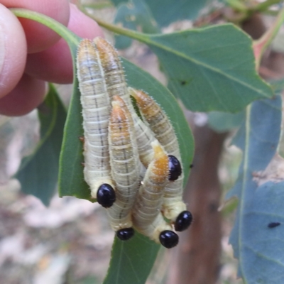 Perginae sp. (subfamily) (Unidentified pergine sawfly) at Kambah, ACT - 8 Mar 2024 by HelenCross