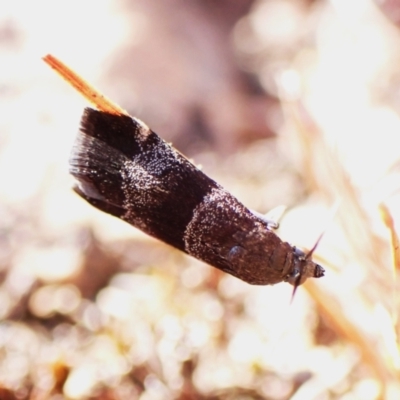 Lasiosticha canilinea (A Pyralid moth) at Mount Painter - 7 Mar 2024 by CathB