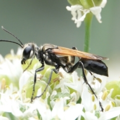 Sphecinae sp. (subfamily) (Unidentified Sand or Digger wasp) at Hall, ACT - 7 Mar 2024 by Anna123