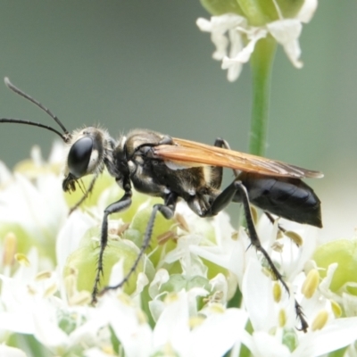 Sphecinae sp. (subfamily) (Unidentified Sand or Digger wasp) at Hall, ACT - 8 Mar 2024 by Anna123