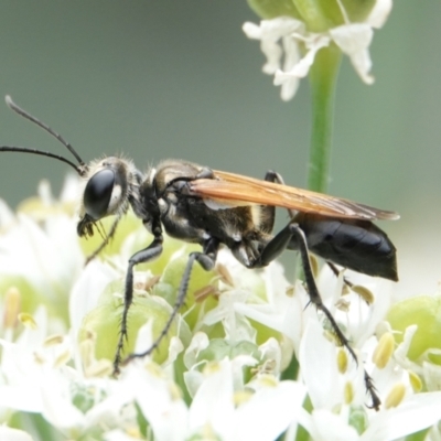 Unidentified Wasp (Hymenoptera, Apocrita) at Hall, ACT - 7 Mar 2024 by Anna123
