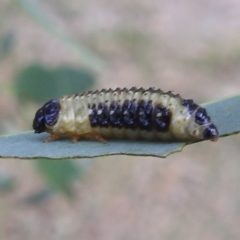 Paropsis atomaria (Eucalyptus leaf beetle) at Lions Youth Haven - Westwood Farm A.C.T. - 8 Mar 2024 by HelenCross