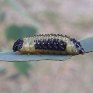 Paropsis atomaria at Lions Youth Haven - Westwood Farm A.C.T. - 8 Mar 2024