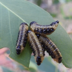 Paropsis atomaria at Lions Youth Haven - Westwood Farm A.C.T. - 8 Mar 2024