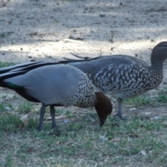 Chenonetta jubata (Australian Wood Duck) at Fawkner, VIC - 1 Mar 2007 by WendyEM