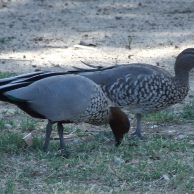 Chenonetta jubata (Australian Wood Duck) at Fawkner, VIC - 1 Mar 2007 by WendyEM