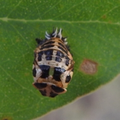 Harmonia conformis (Common Spotted Ladybird) at Kambah, ACT - 8 Mar 2024 by HelenCross