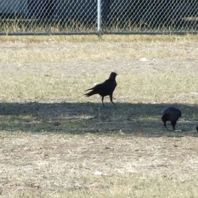 Corvus mellori (Little Raven) at Fawkner, VIC - 1 Mar 2007 by WendyEM