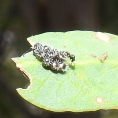 Asopinae sp. (Subfamily) (A predatory stink bug) at Kambah, ACT - 8 Mar 2024 by HelenCross
