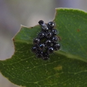 Asopinae sp. (Subfamily) at Lions Youth Haven - Westwood Farm A.C.T. - 8 Mar 2024 06:37 PM