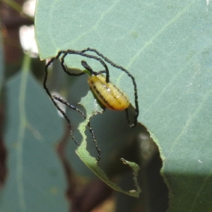 Oxyops sp. (genus) at Lions Youth Haven - Westwood Farm A.C.T. - 8 Mar 2024