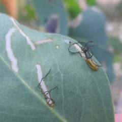 Oxyops sp. (genus) at Lions Youth Haven - Westwood Farm A.C.T. - 8 Mar 2024