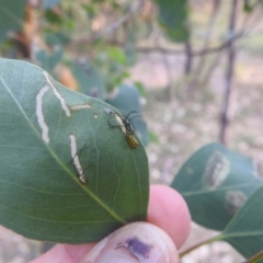 Oxyops sp. (genus) at Lions Youth Haven - Westwood Farm A.C.T. - 8 Mar 2024