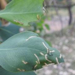 Oxyops sp. (genus) at Lions Youth Haven - Westwood Farm A.C.T. - 8 Mar 2024