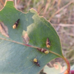 Brunotartessus fulvus at Lions Youth Haven - Westwood Farm A.C.T. - 8 Mar 2024