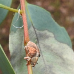 Gonipterus scutellatus (Eucalyptus snout beetle, gum tree weevil) at Kambah, ACT - 8 Mar 2024 by HelenCross