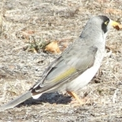 Manorina melanocephala (Noisy Miner) at Fawkner, VIC - 1 Mar 2007 by WendyEM