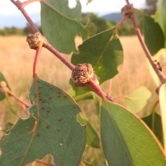 Unidentified Eucalyptus Gall at Lions Youth Haven - Westwood Farm A.C.T. - 8 Mar 2024 by HelenCross