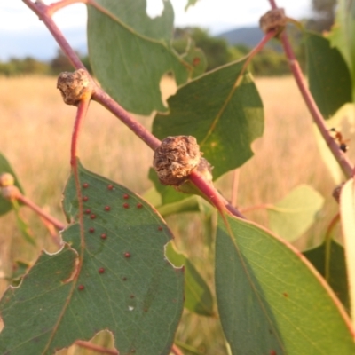 Unidentified Eucalyptus Gall at Lions Youth Haven - Westwood Farm A.C.T. - 8 Mar 2024 by HelenCross