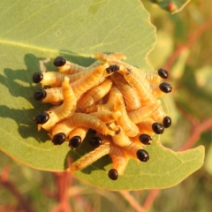 Pseudoperga sp. (genus) (Sawfly, Spitfire) at Lions Youth Haven - Westwood Farm A.C.T. - 8 Mar 2024 by HelenCross