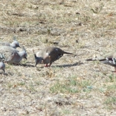 Ocyphaps lophotes (Crested Pigeon) at Fawkner, VIC - 1 Mar 2007 by WendyEM