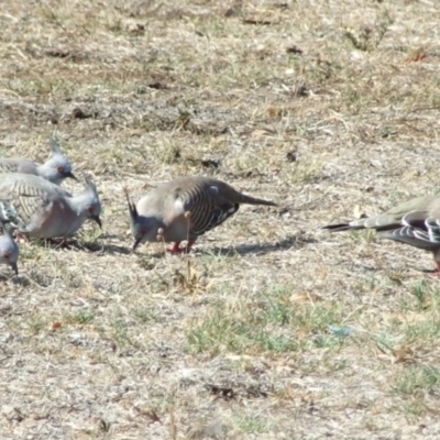 Ocyphaps lophotes (Crested Pigeon) at Fawkner, VIC - 1 Mar 2007 by WendyEM