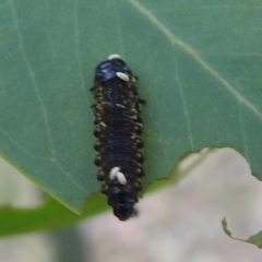 Paropsini sp. (tribe) (Unidentified paropsine leaf beetle) at Kambah, ACT - 8 Mar 2024 by HelenCross