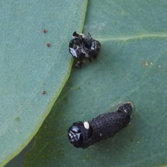 Paropsini sp. (tribe) at Lions Youth Haven - Westwood Farm A.C.T. - 8 Mar 2024