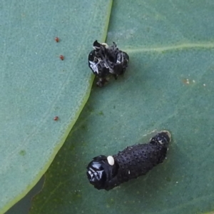 Paropsini sp. (tribe) at Lions Youth Haven - Westwood Farm A.C.T. - 8 Mar 2024