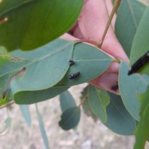 Paropsini sp. (tribe) at Lions Youth Haven - Westwood Farm A.C.T. - 8 Mar 2024