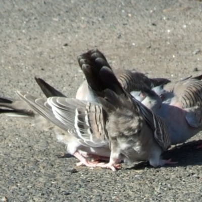 Ocyphaps lophotes (Crested Pigeon) at Fawkner, VIC - 1 Mar 2007 by WendyEM